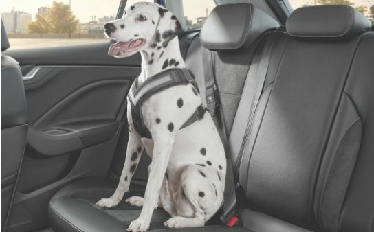 Safety Packs | Dog Safety Belt – "L" More Accessories Safety Packs