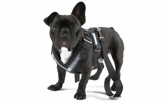 Safety Packs | Dog Safety Belt – "M" More Accessories Safety Packs