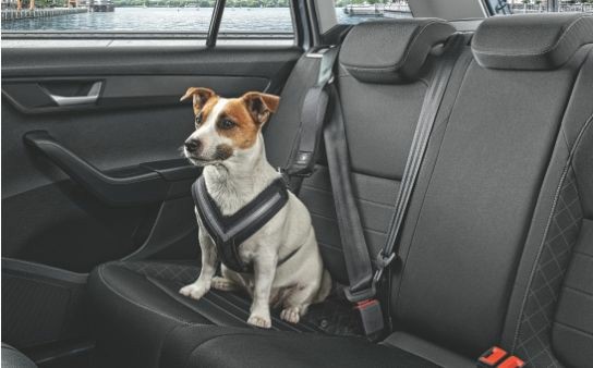 Safety Packs | Dog Safety Belt – "S" More Accessories Safety Packs